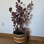 Gloria 3*